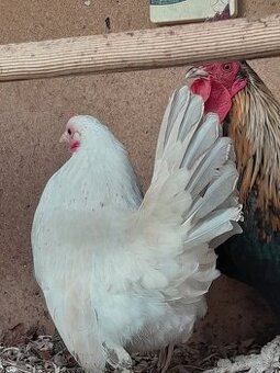 P sliepky a kohuta Japonka chabo šabotka rocnik 2025