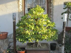 bonsai,bonsaj-hrab 12 - 1