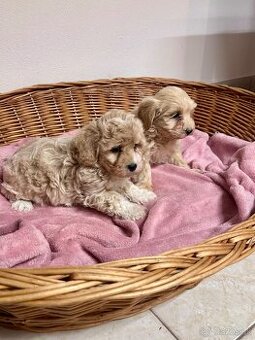 Maltipoo,pudel,maltezak