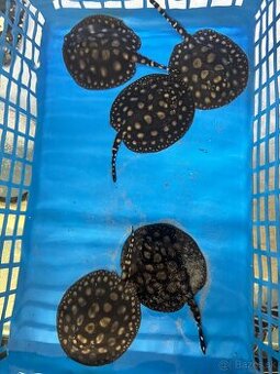 Potamotrygon Black Diamond