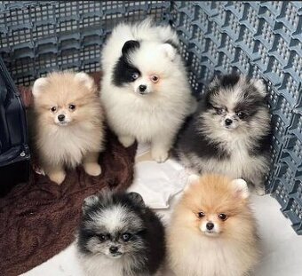 Mini pomerian