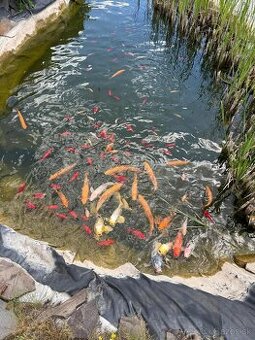 Koi kapre, jalce, karasy