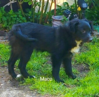 🐶Veľká radosť, malá starosť🐶