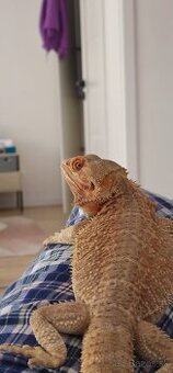 Agama Bradata