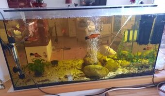 Akvarium aj s rybkami