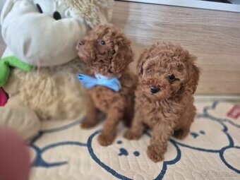 Pudel trpaslici/toy - 1