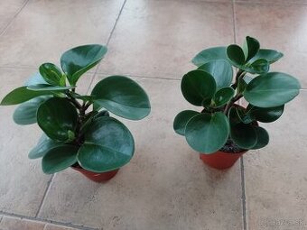 Pieprovec zelený 1ks/5€+ posta