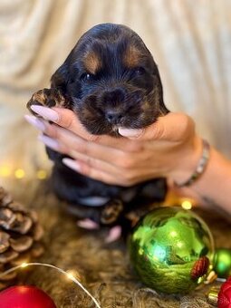 ✨ANGLICKÝ KOKRŠPANĚL S PP ✨#koker #kokerspaniel