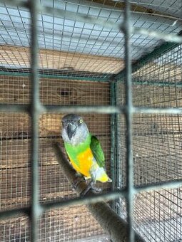 Papagáj senegálsky 1,1