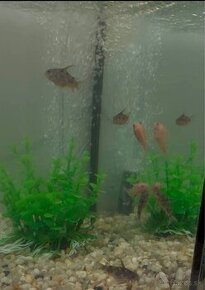 Ryby a akvarium - 1