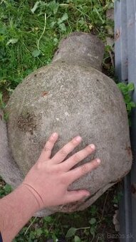 Buková hrča