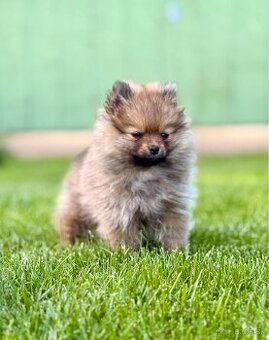 Pomeranian trpazličí špic