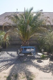 Palma Phoenix Canariensis - 230 litrovv kvetináč