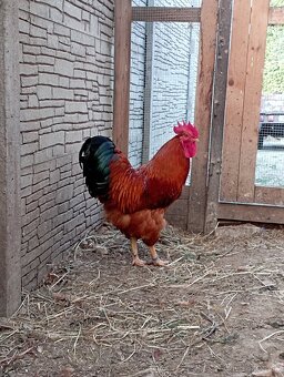 Kohút Hempšír, kuriatka