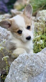 Welsh Corgi Pembroke