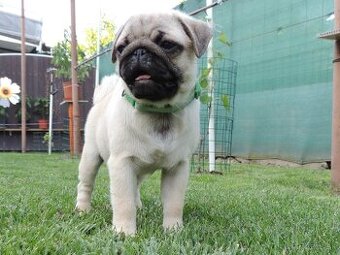 MOPS s PP.FCI