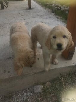 Šteniatko zlatý retriever+ slovenský čuvač