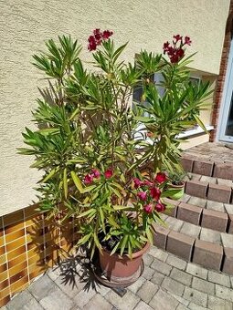 Predám oleander