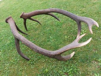 Trofej trofeje paroh parohy parozie zhody