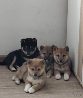 Shiba inu