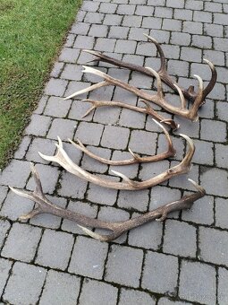 Parožie, trofej jeleň parohy