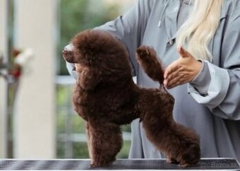 čokoládový chlapček toy pudel