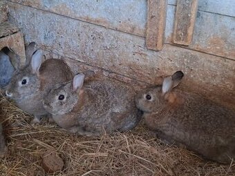 Predám divé králiky