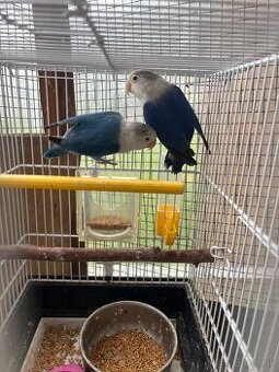 Agapornis fisher par