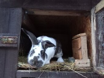 Predám Samca Zajaca