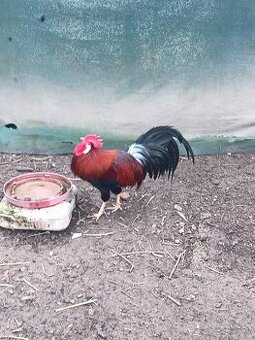 Kohút vlašky jarabičej