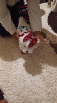 Maltezak