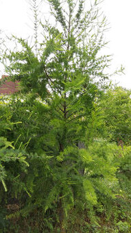 Smrekovec ,Jedľa , Smrek