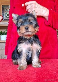 Yorkshire terrier s PP - psík
