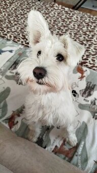 Stráženie psov, stráženie zvierat 🐾