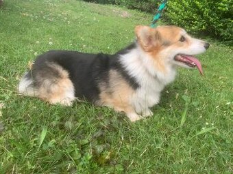Welsh corgi pembroke