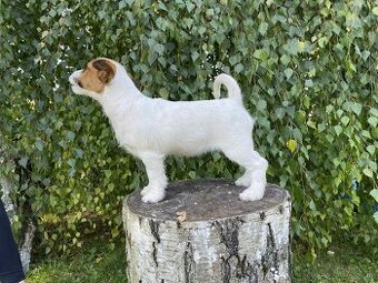ZVÝHODNENÁ cena Jack russel terier s PP