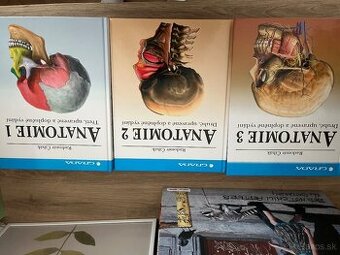 Anatómia Čihák