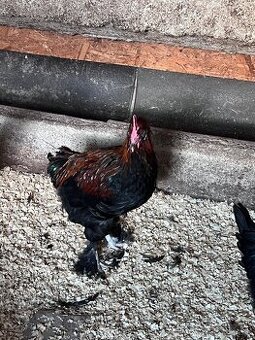 Marans