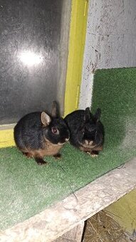 zakrslí kralik ohnivák