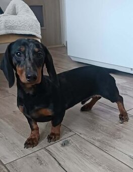 Jazvečík kratkosrstý merle ( psík)