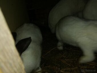 Predám králiky hyla