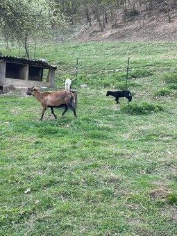 Kamerunska ovca, baran, barany, jahňatá