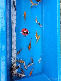 Koi kapor