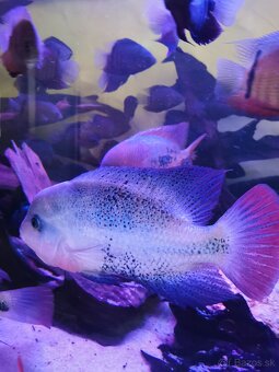 Vieja Bifasciata Fenestratus