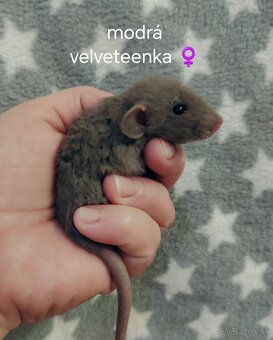 Dumbo potkaniky