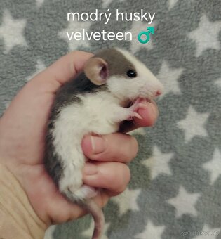 Dumbo potkaniky