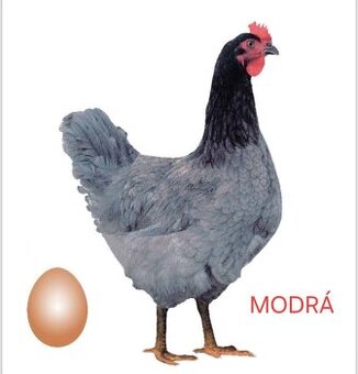Nosnice DOMINANT MODRÝ D107