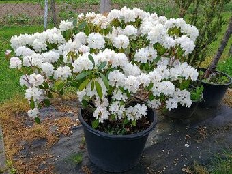 Rhododendron