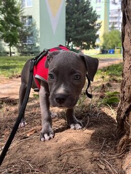 Americký stafordšírsky teriér 🐶