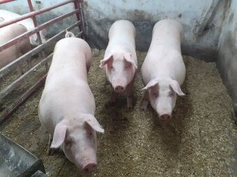 Predám prasatá
